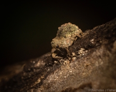 Tychreus sellatus