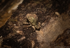 Tychreus sellatus