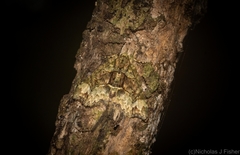 Tamba conscripta