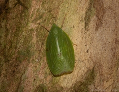 Anabunda murrayfletcheri