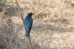 Lamprotornis chloropterus