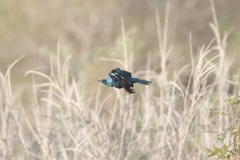 Lamprotornis chloropterus