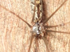 Smeringopus natalensis