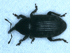 Siraton internatus