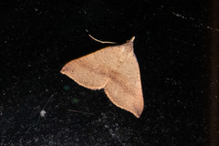 Anachloris tofocolorata