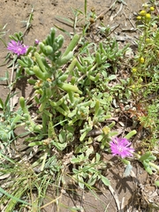 Drosanthemum hispidum