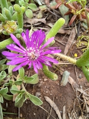 Drosanthemum hispidum