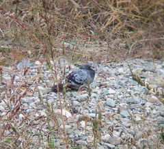 Columba livia domestica