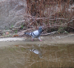 Columba livia domestica