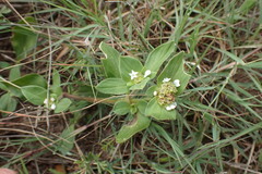 Richardia brasiliensis