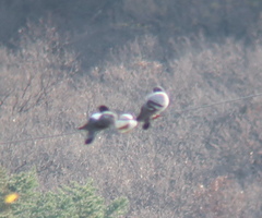 Columba livia domestica