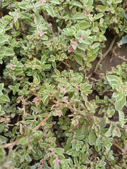 Aizoon portulacaceum