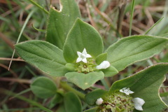 Richardia brasiliensis