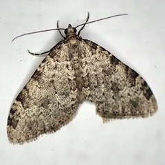 Nebula ibericata