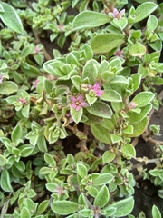 Aizoon portulacaceum