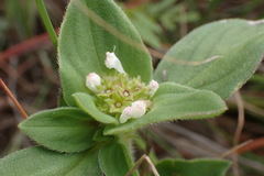 Richardia brasiliensis