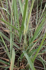 Eragrostis curvula