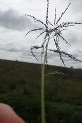 Eragrostis curvula