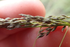 Eragrostis curvula