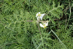 Solanum sisymbriifolium