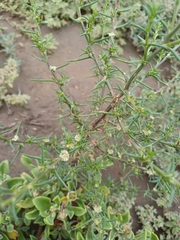 Salsola kali