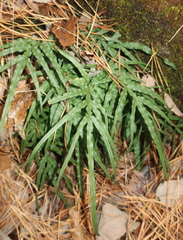 Pteris multifida