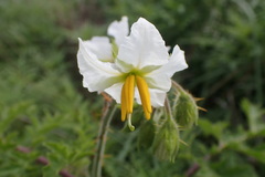 Solanum sisymbriifolium