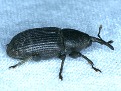 Siraton internatus