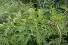 Solanum sisymbriifolium