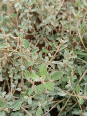 Atriplex semibaccata