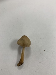 Conocybe subovalis