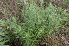 Pseudognaphalium oligandrum