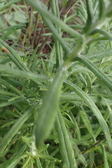 Pseudognaphalium oligandrum