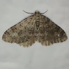 Colostygia multistrigaria