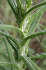 Pseudognaphalium oligandrum