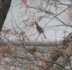 Fringilla montifringilla