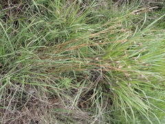 Themeda triandra