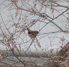 Fringilla montifringilla