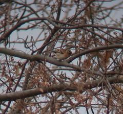 Fringilla montifringilla