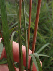 Themeda triandra
