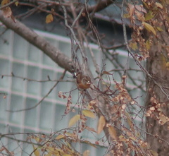 Fringilla montifringilla