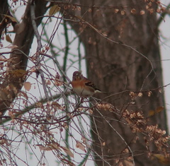 Fringilla montifringilla