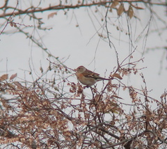 Fringilla montifringilla