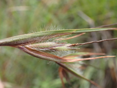 Themeda triandra