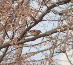 Fringilla montifringilla