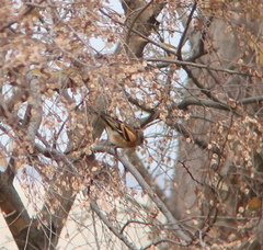 Fringilla montifringilla