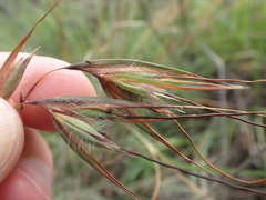 Themeda triandra