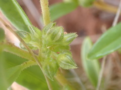 Limeum viscosum