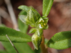 Limeum viscosum