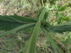 Verbena incompta